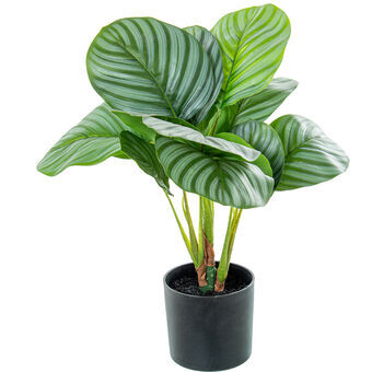 Dekorativ plante Alexandra House Living Plastik Calathea 50 cm